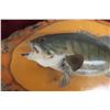 Image 3 : Vintage Smallmouth Bass Taxidermy Fish Mount On A Wood Base