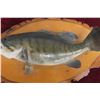 Image 4 : Vintage Smallmouth Bass Taxidermy Fish Mount On A Wood Base