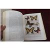 Image 5 : Vintage 1935 Hardcover Spider, Butterfly, Insect Book Lavishly Illustrated