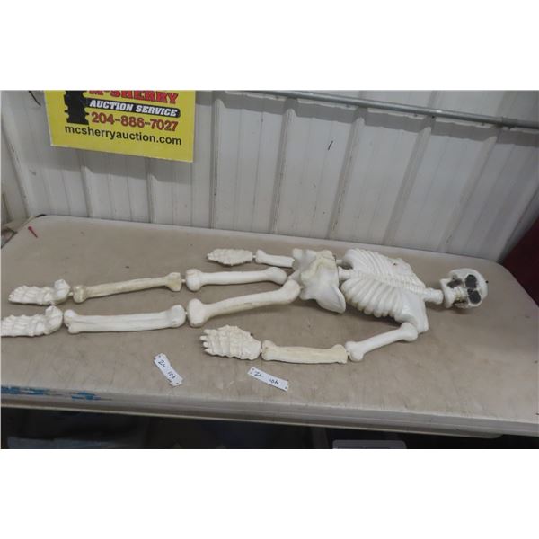 Halloween Skeleton Prop 57" Tall