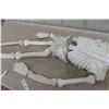 Image 4 : Halloween Skeleton Prop 57" Tall