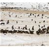 Image 2 : Utah Guided Cow Elk Hunt