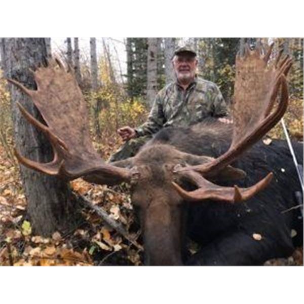 Alberta moose, 2 bears & wolf combo