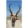 Image 1 : Wyoming Guided Antelope Buck Hunt