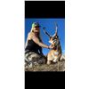 Image 2 : Wyoming Guided Antelope Buck Hunt