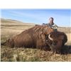 Image 2 : California Buffalo Hunt