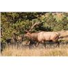 Image 1 : Colorado Guided Bull Elk Hunt