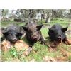 Image 1 : Calif Pig Hunt for 2 Hunters
