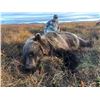 Image 1 : Alaska Grizzly Bear Hunt for 2 Hunters