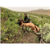 Image 1 : Utah DIY Cow Elk Hunt
