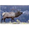Image 1 : New Mexico Guided Bull Elk Hunt