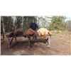 Image 1 : 2 Black Bear Hunt in Alberta