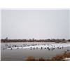 Image 3 : Nebraska Waterfowl Hunt for 3 hunters