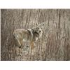 Image 4 : Thermal Hog & Coyote Hunt for 2 Hunters in SW Oklahoma