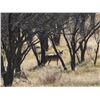Image 5 : Thermal Hog & Coyote Hunt for 2 Hunters in SW Oklahoma