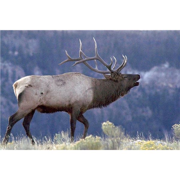 Unguided Bull Elk Hunt in Colorado for 2 Hunters