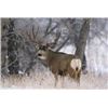 Image 1 : Utah Mule Deer Hunt