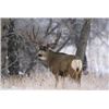 Image 1 : Montana Guided Mule Deer Hunt