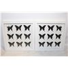 Image 1 : PAIR OF BUTTERFLY ENCASED WALL ART