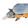 Image 5 : Animatronic Armadillo Puppet Movie Props