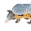Image 6 : Animatronic Armadillo Puppet Movie Props