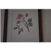 Image 3 : FRAMED BOTANICAL PRINTS, KAKALAIOA & WILIWILI (15" X 18") (2 PCS)