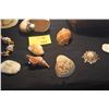 Image 5 : COLLECTION OF CORAL & SEA SHELLS
