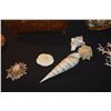 Image 6 : COLLECTION OF CORAL & SEA SHELLS