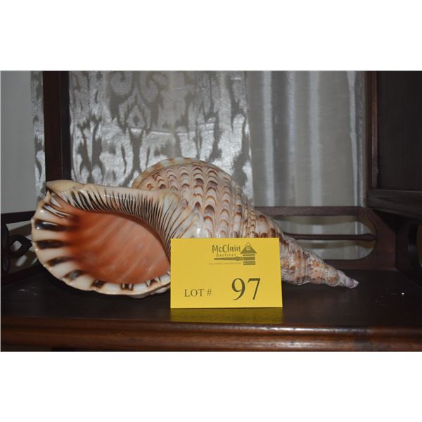 TRITON'S TRUMPET SHELL