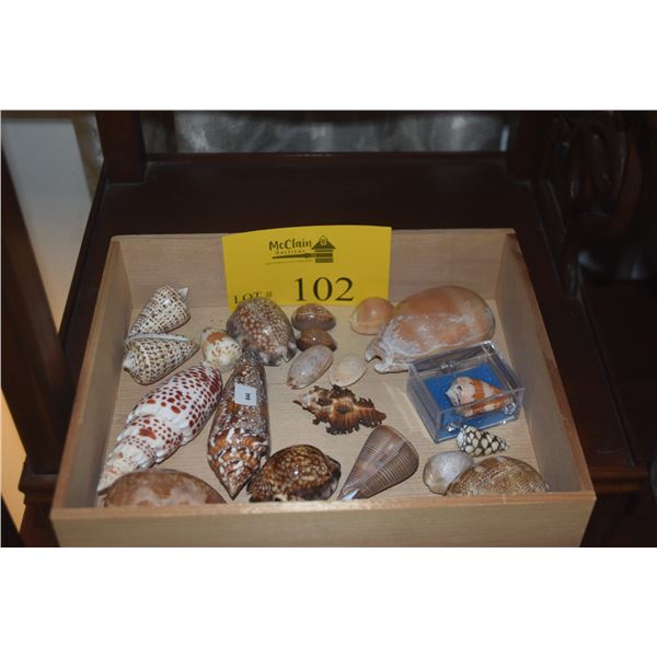 COLLECTION OF SEA SHELLS