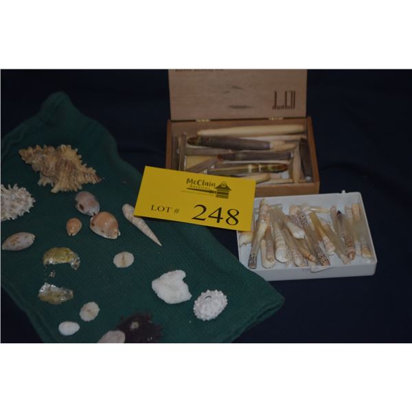 COLLECTION OF SHELLS