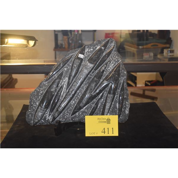 POLISHED SLAB W/MULTIPLE ORTHOCERAS FOSSILS