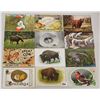 Image 2 : Box of Sorted Animal Postcards 675+