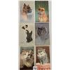 Image 1 : Animals Cats & Dogs Postcard Album Approx. 60