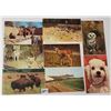 Image 2 : Animals Approx. 290 Postcards