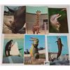 Image 3 : Animals Approx. 290 Postcards