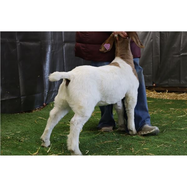 Lot 2606 - U Pick Em Lot!