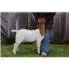 Image 2 : Lot 2606 - U Pick Em Lot!