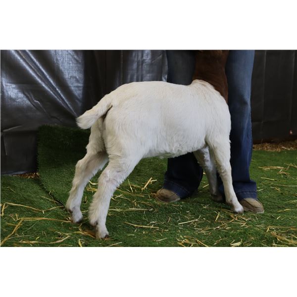 Lot 2607 - U Pick Em Lot!