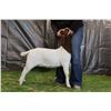 Image 2 : Lot 2607 - U Pick Em Lot!