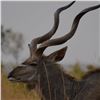 Image 2 : Kudu For Two