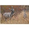 Image 3 : Kudu For Two