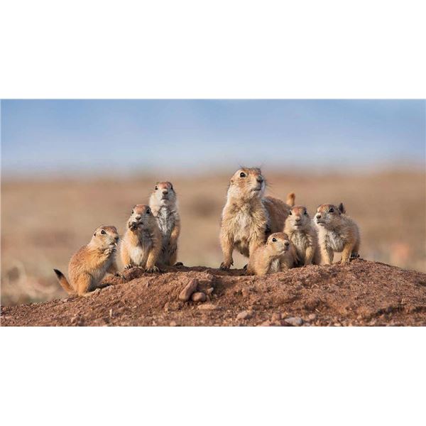 Prairie Dogs Galore!