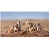 Image 1 : Prairie Dogs Galore!
