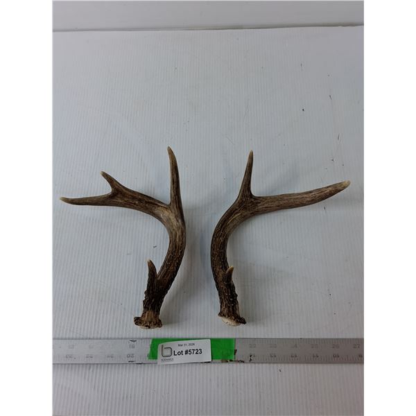 Set of Deer Antlers Up to 8.5"