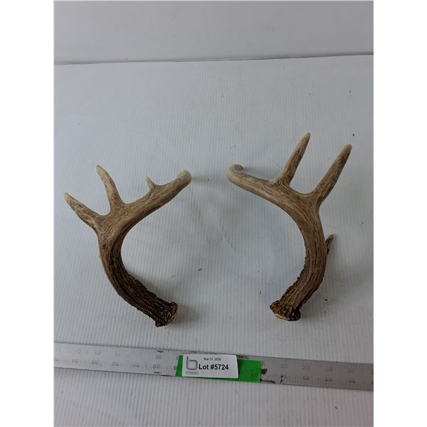 Set of Deer Antlers Up to 10"