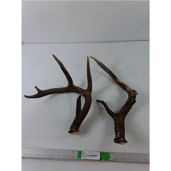 Pair of Deer Antlers Up to 15"