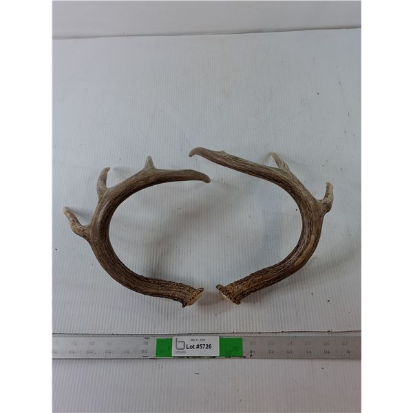 Pair of Deer Antlers Up to 10"