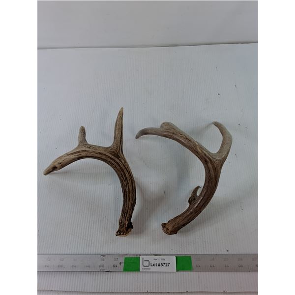 Pair of Deer Antlers Up to 10"