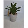 Image 2 : (6) Siena Home Fake Plants- H 10"